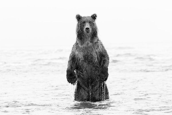 Brown bear standing upright-Silver Salmon Creek-Lake Clark National Park-Alaska